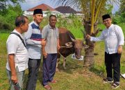 Pj Bupati Muba H.Sandi Fahlepi,SP.MSi Serahkan Hewan Qurban Pada Mitra Desa Dan FK-PB